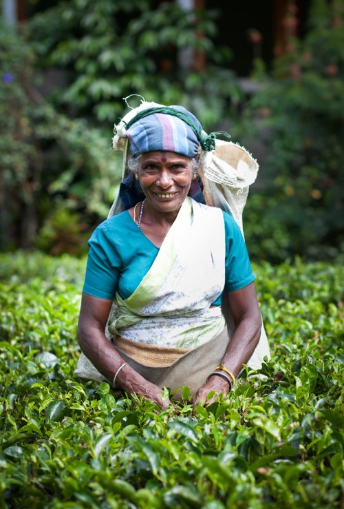 Voyage Sri Lanka - Tea time sous les Tropiques !