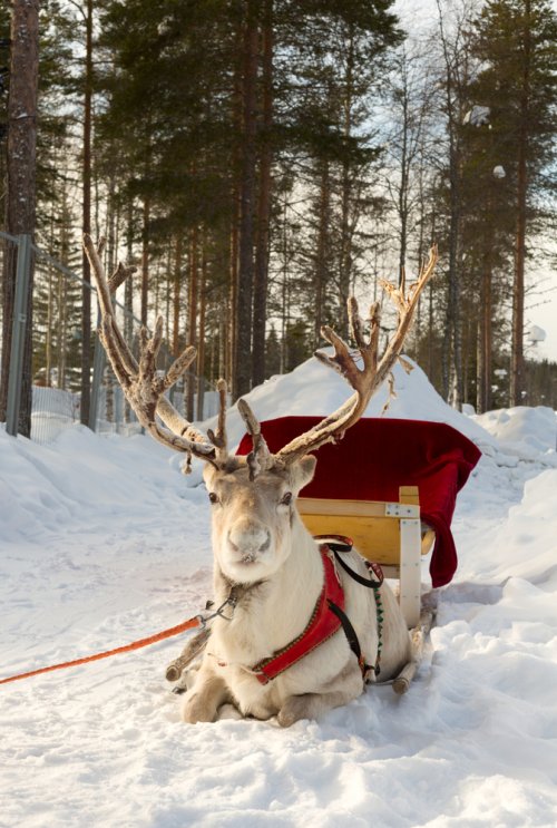 Voyage Laponie - Dans le traineau du Père-Noël
